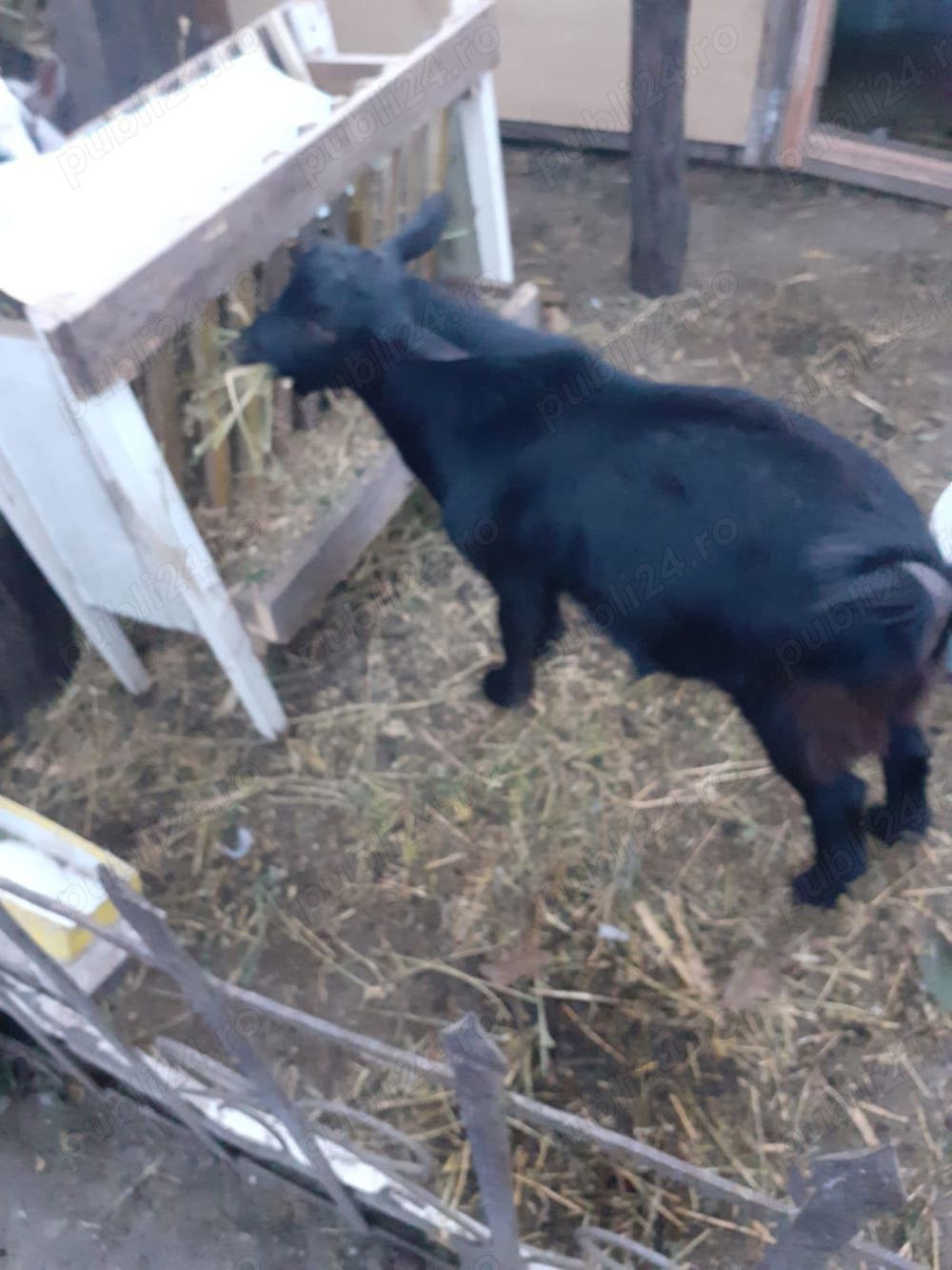 Țapi de vânzare  Țapi de vânzare