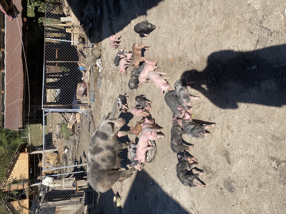 Vând purcei frumoși  Vând purcei frumoși