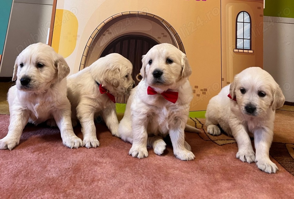 Puiuti golden retriever cu pedigree!  Puiuti golden retriever cu pedigree!