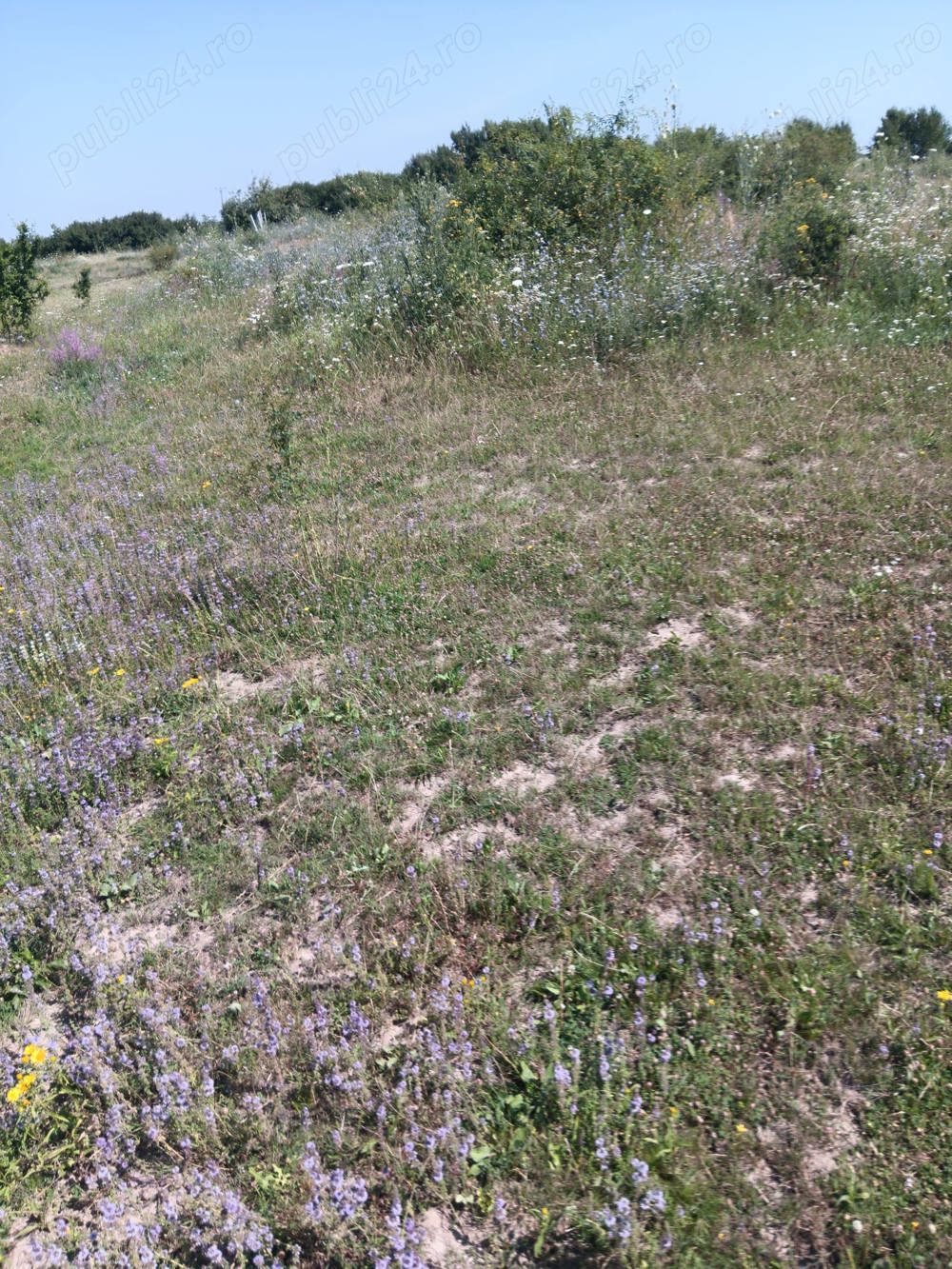 Vînd teren intravilan zona curtuis 1