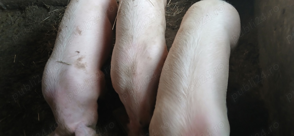 vând porci  120 kg  vând porci  120 kg