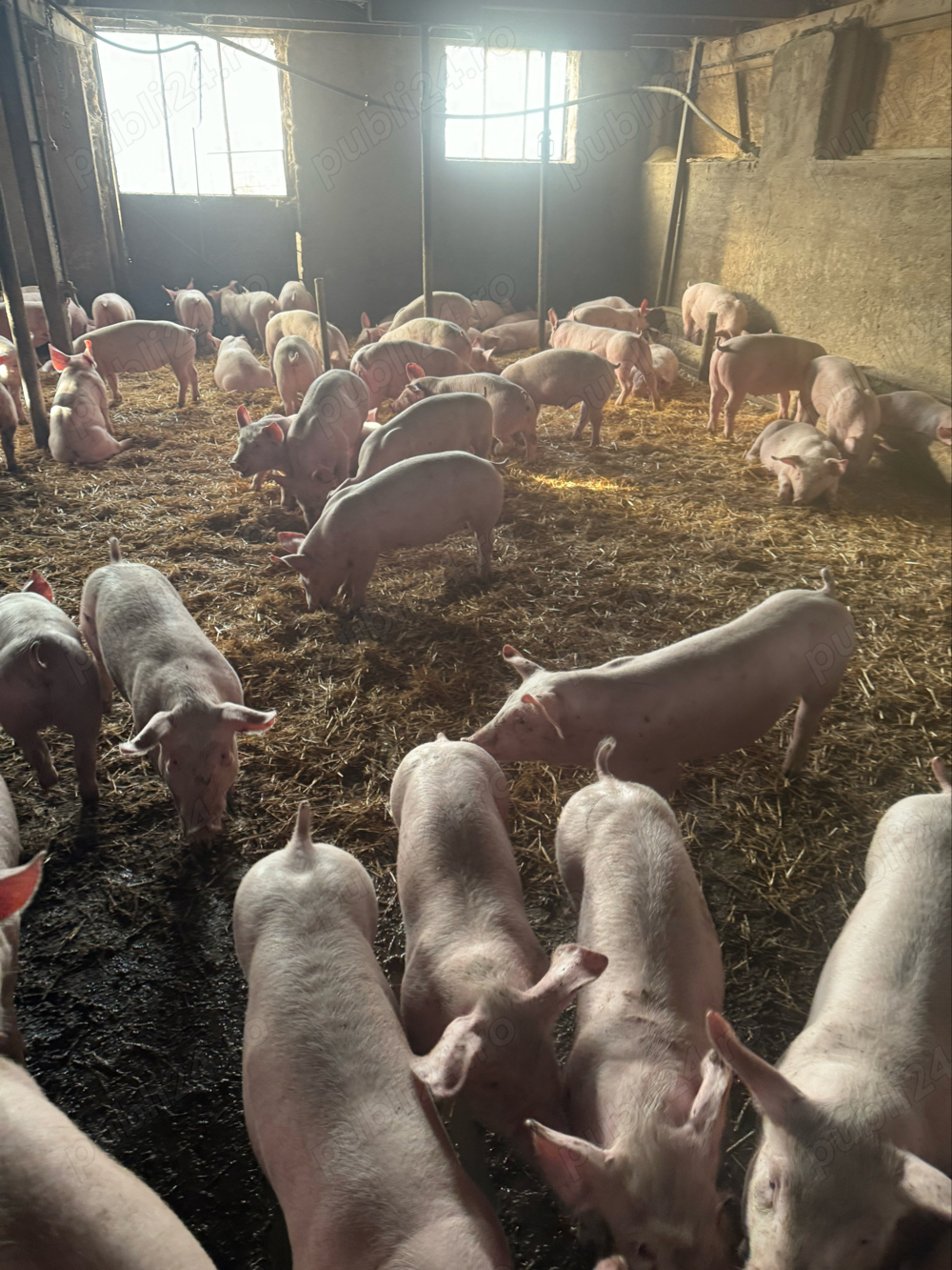 purcei de vanzare purcei de vanzare