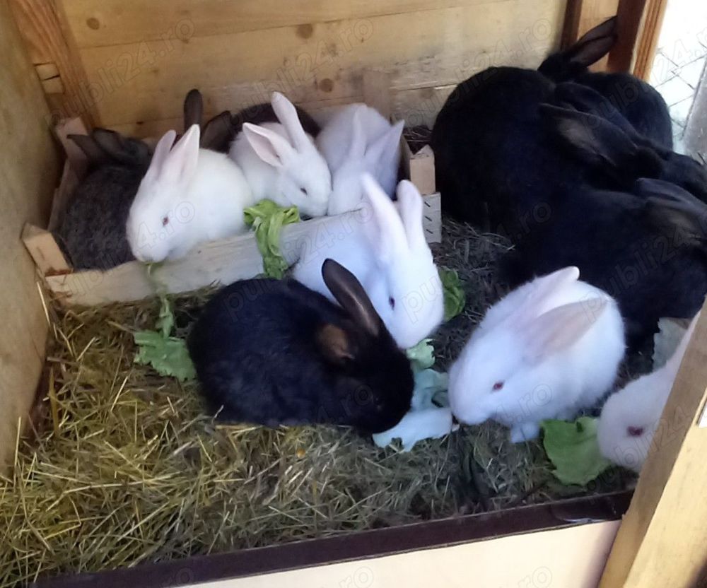 Vând iepurii comuni 