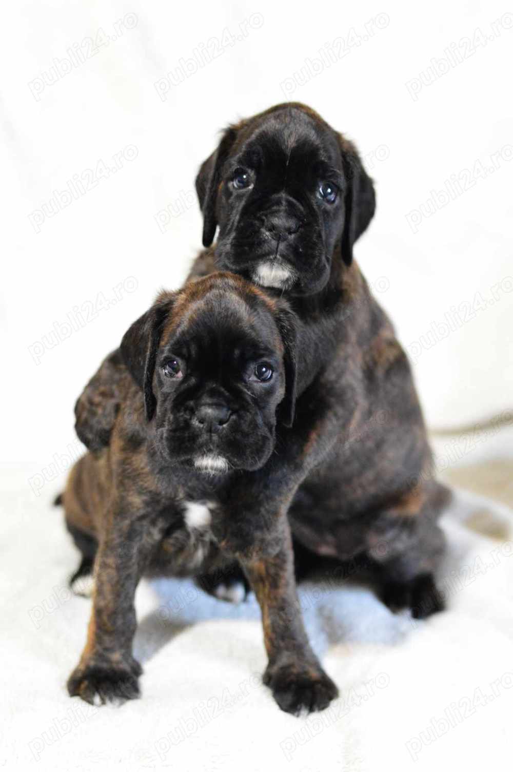 Pui Boxer cu pedigree 