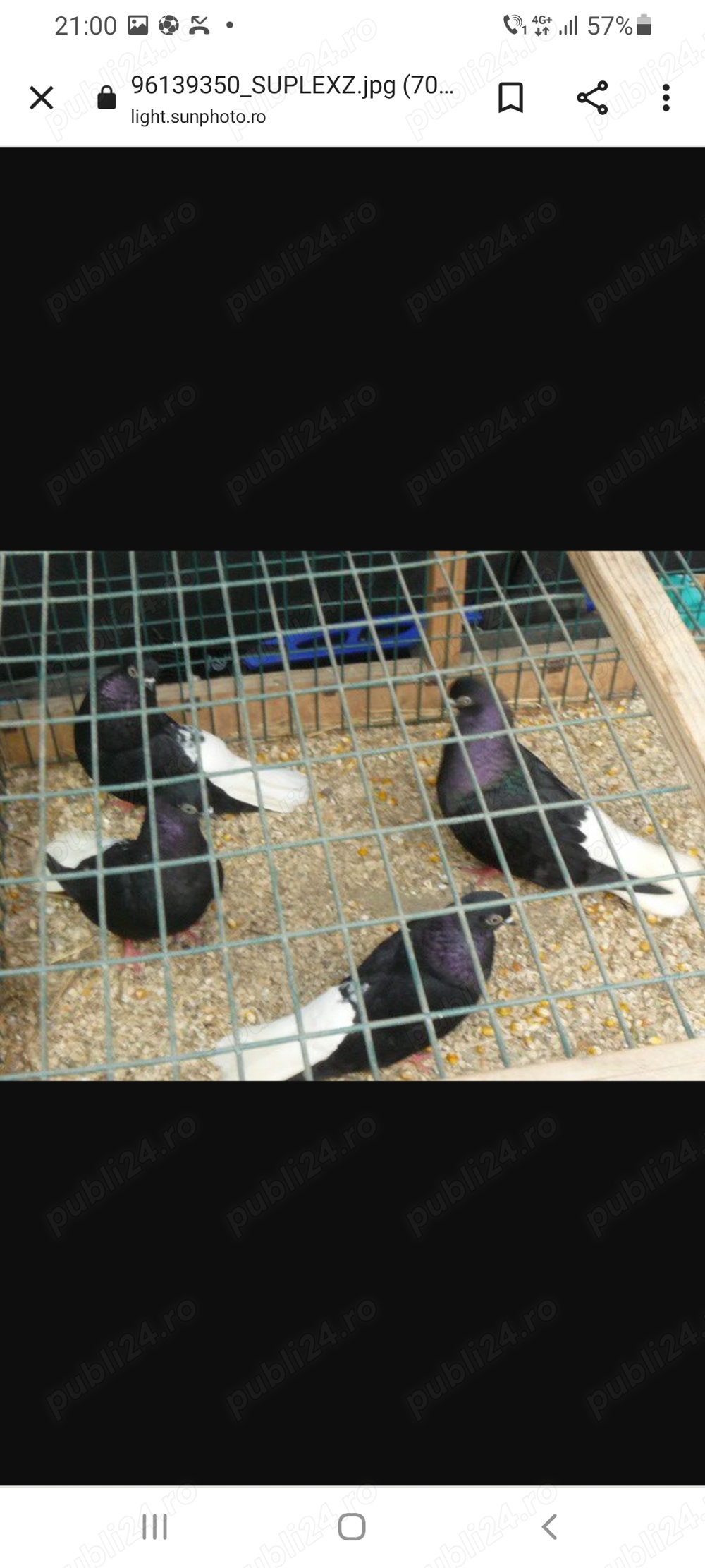 Negri codalbi de vânzare.