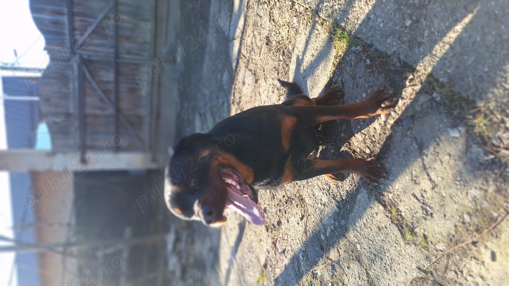 Mascul rottweiler disponibil