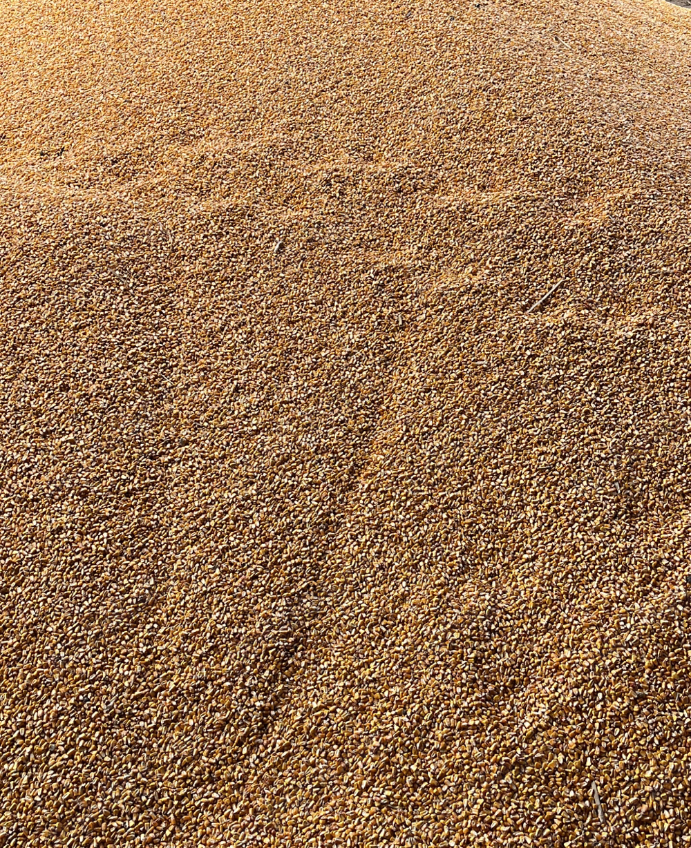 Porumb boabe,asigur transport la domiciuliu