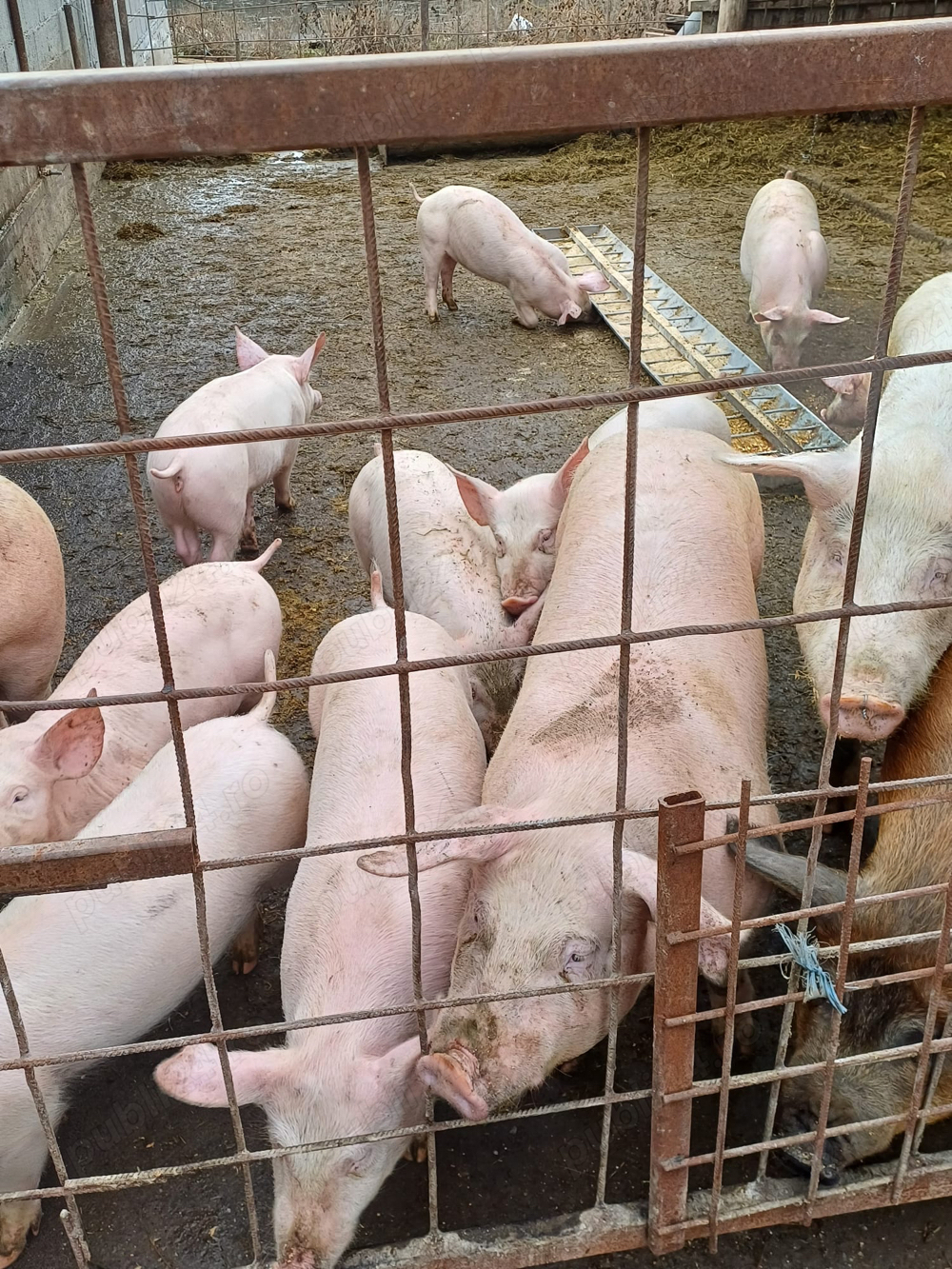 Porci si purcei de vanzare