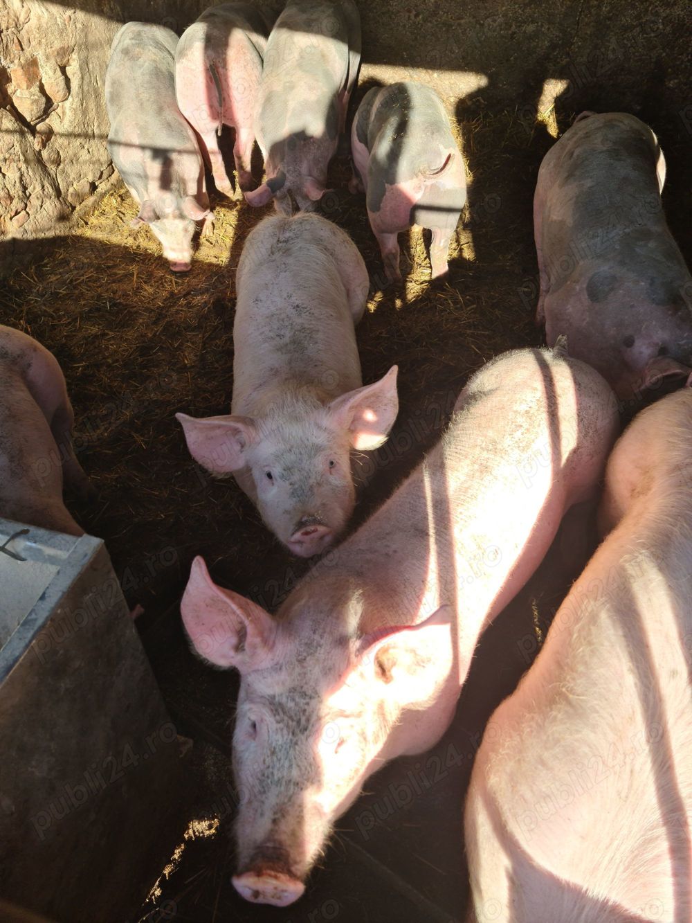 Vand purcei  Vand purcei