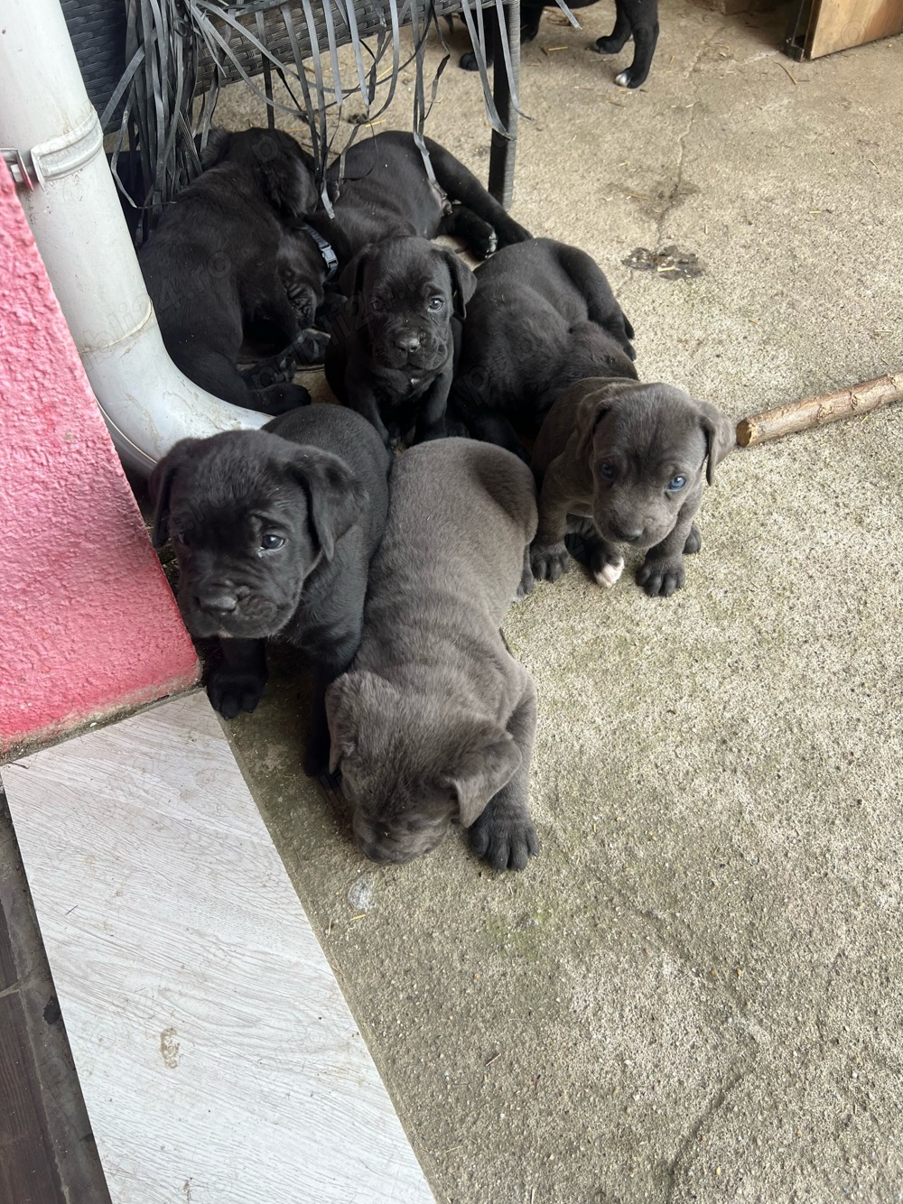 Catel Cane Corso Catel Cane Corso