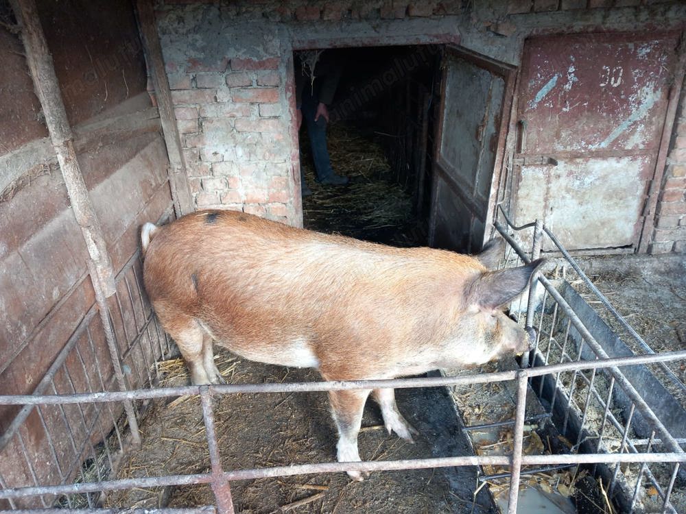 Vând purcică de 140 de kg