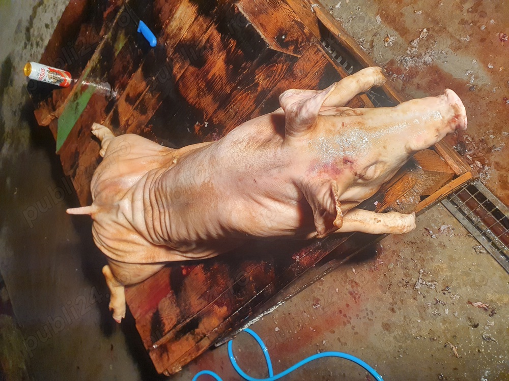 Purcei Protap si Carcasa porc