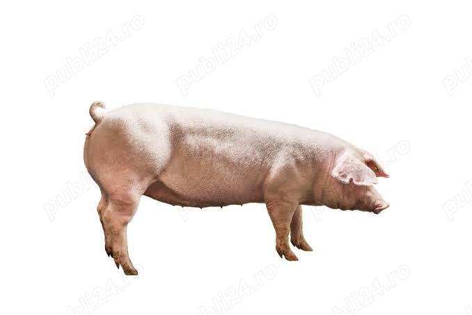 Vand porci Landrace metis cu Pietrain