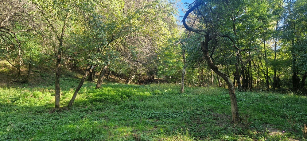 zona nepoluata, padure, liniște