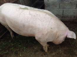 Vand porci mici si mari intre 70-280kg Judetul Bacau 