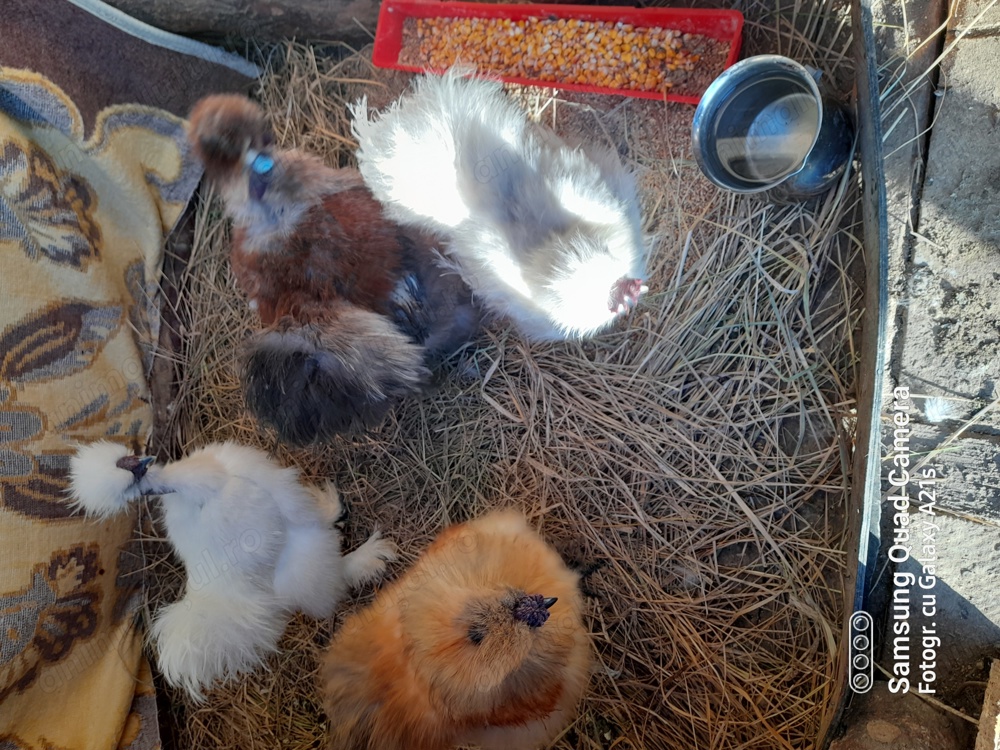 Vand cocoși matase japoneza Vand cocoși matase japoneza