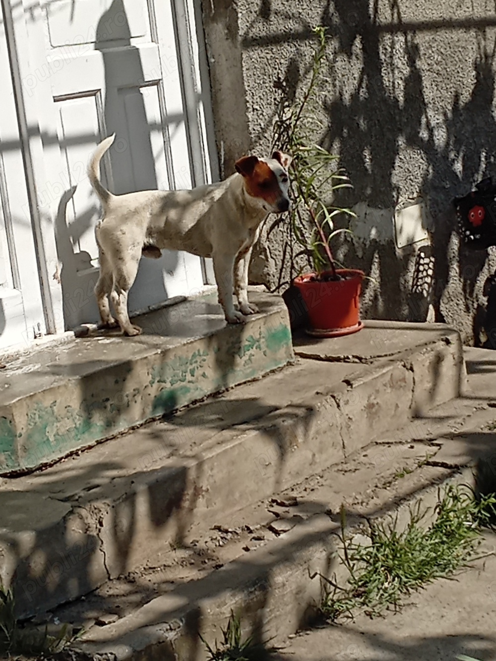 Jack Russel Terrier Mascul