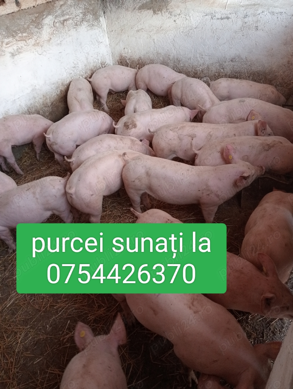 Vând purcei de carne  Vând purcei de carne