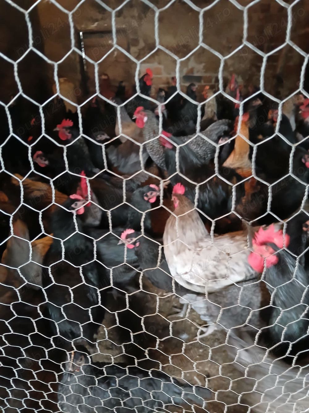 Cocosi și puicuțe australorp  Cocosi și puicuțe australorp