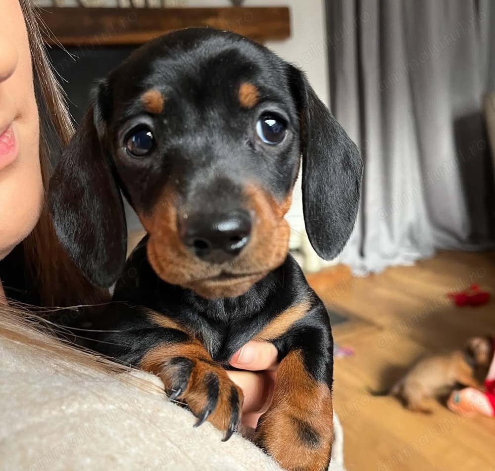 Teckel fetița și băiețel 