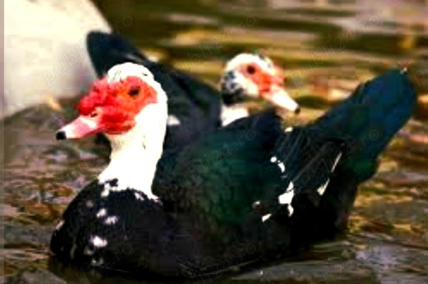 Vând rațe mute sau schimb 