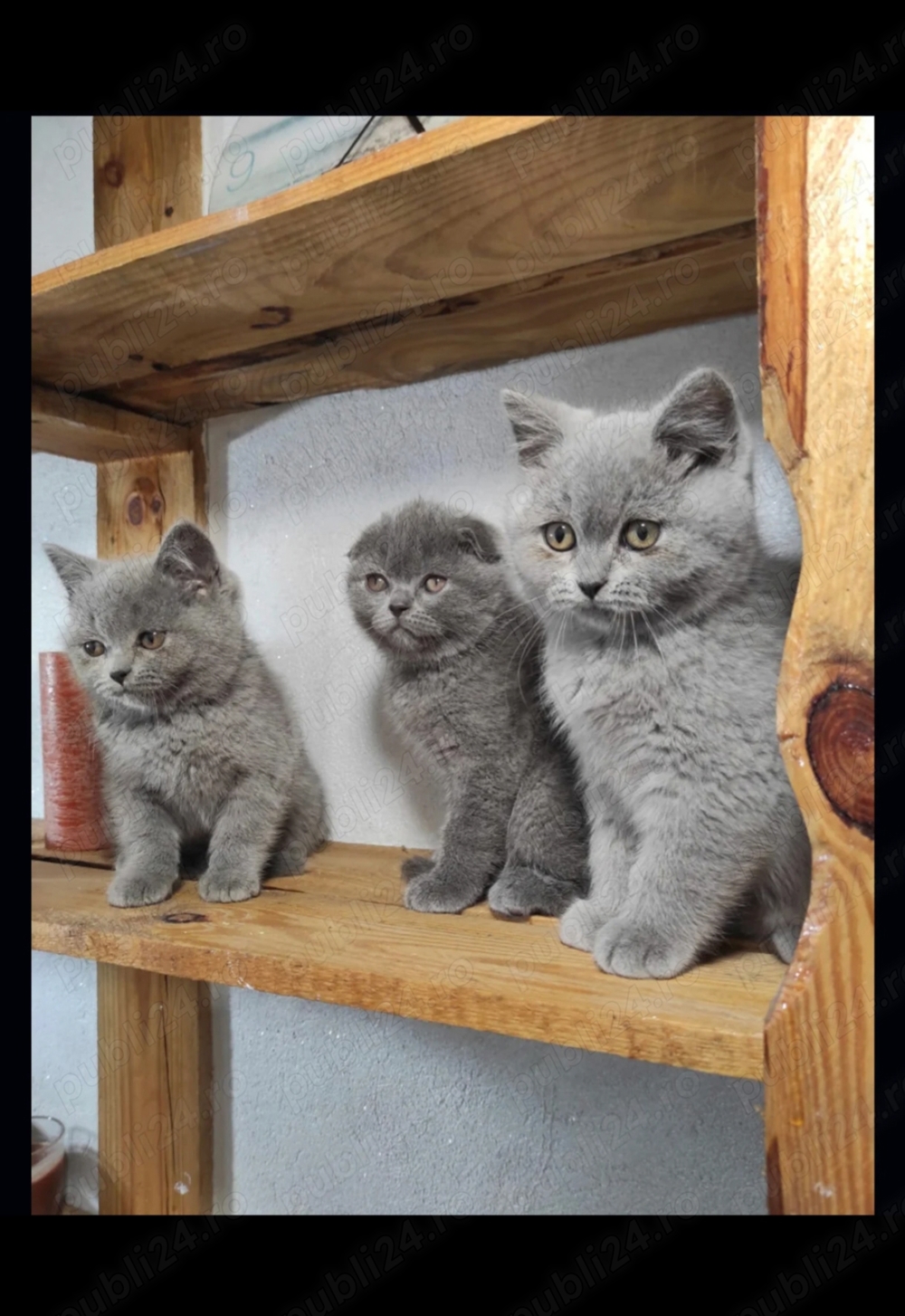 British shorthair blue