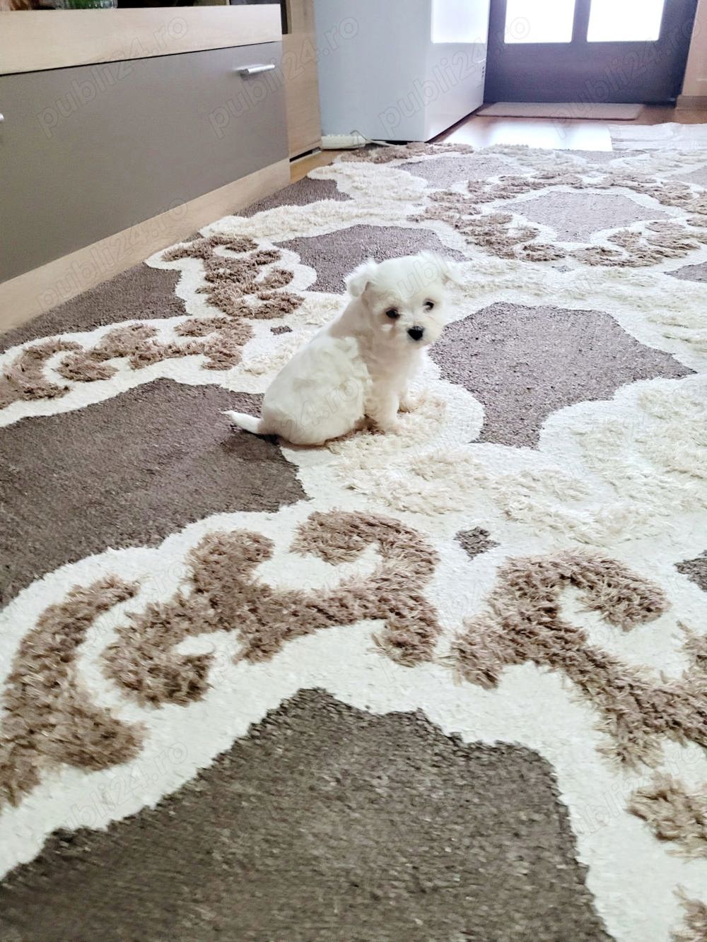 Pui bichon maltez