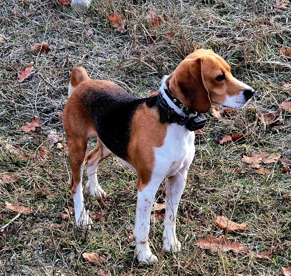 Mascul beagle Mascul beagle