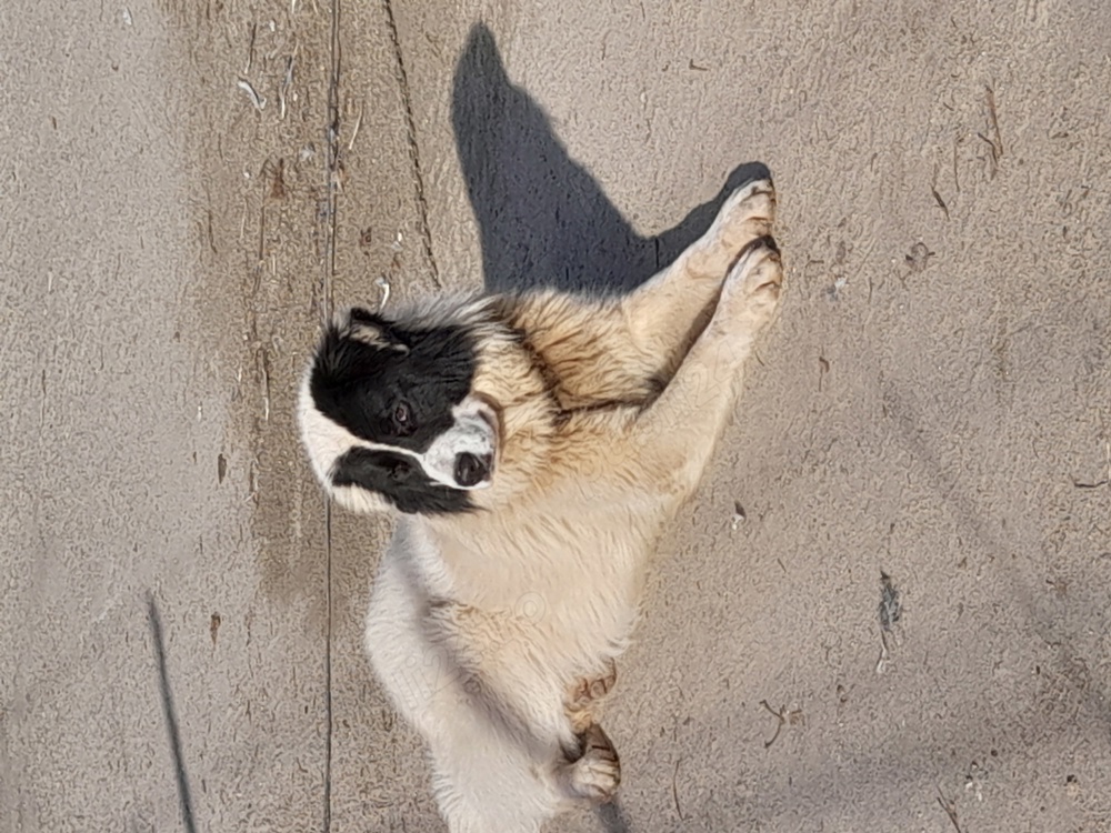 Ciobanesc de Bucovina disponibil!