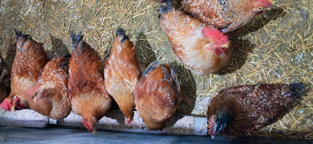 Vând păsări crescute bio