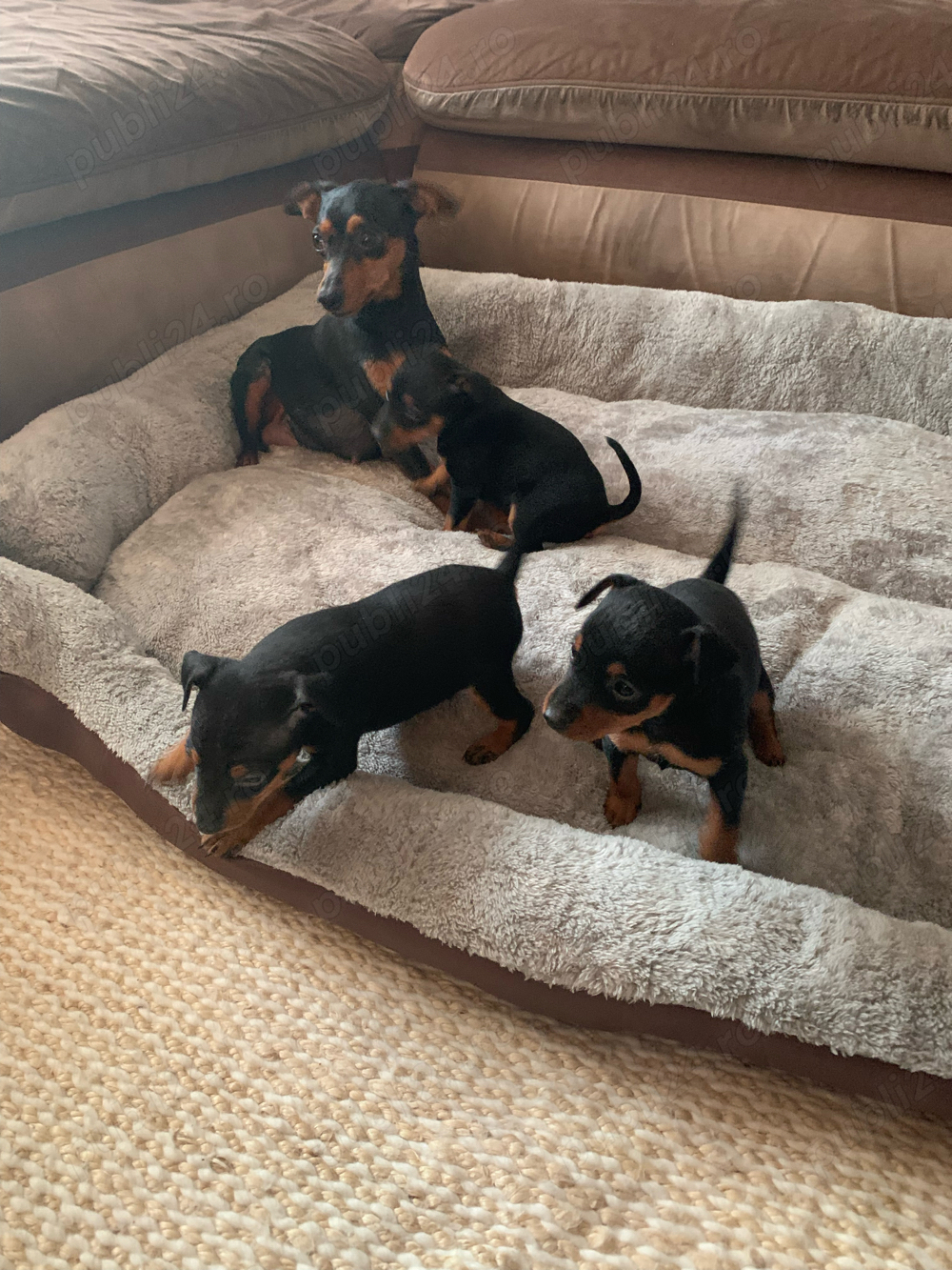 cătei pinscher pitic  cătei pinscher pitic