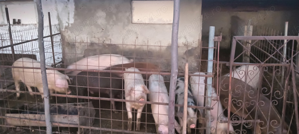 Scroafe de sămânță Duroc 