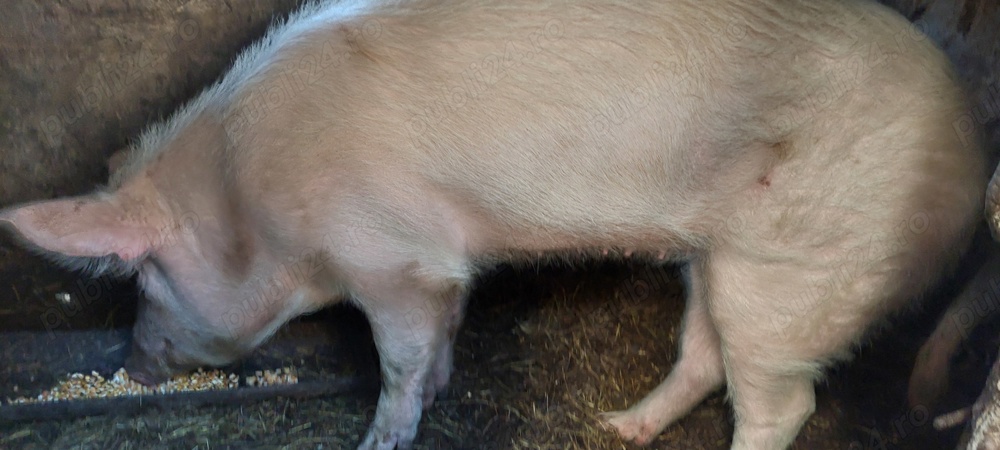 Vand Porc de Craciun 