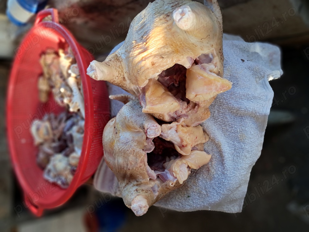 pui gaini si oua de tara