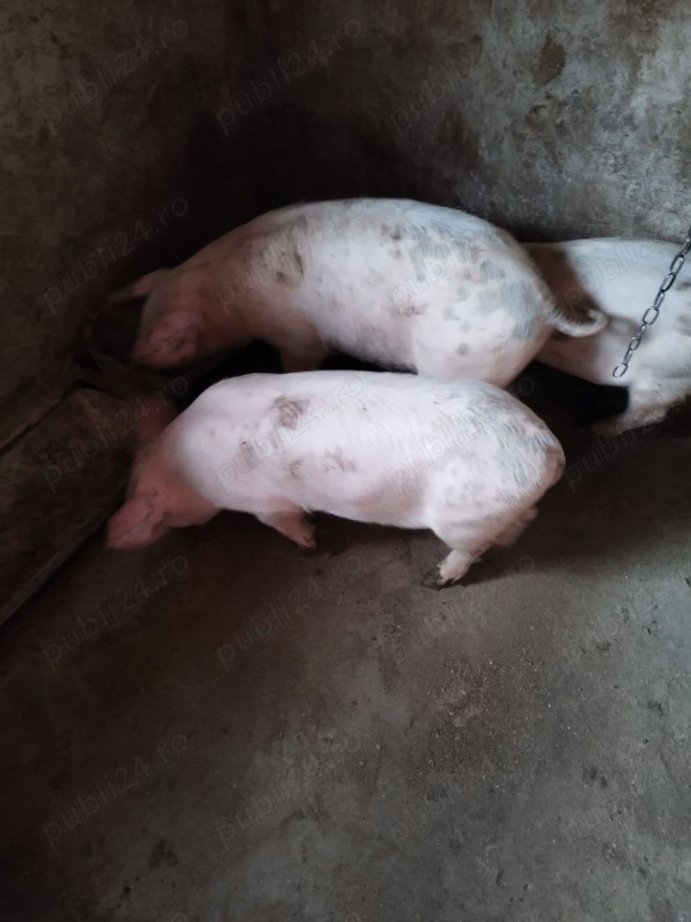 Purcei de vanzare Purcei de vanzare