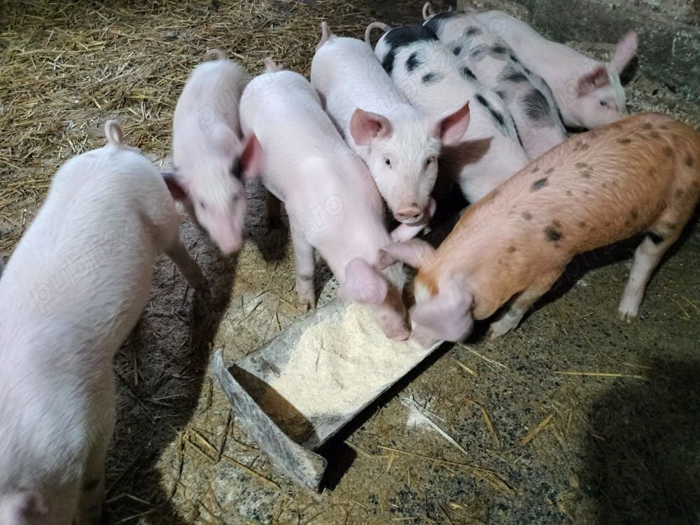 Purcei de 6 saptamani landrace cu pietrean  Purcei de 6 saptamani landrace cu pietrean