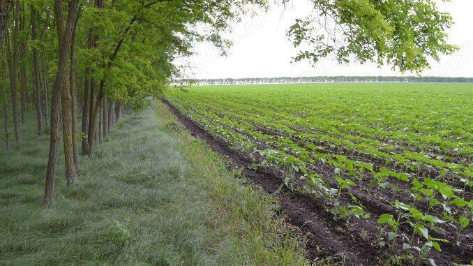 De vânzare pădure salcâm cu teren