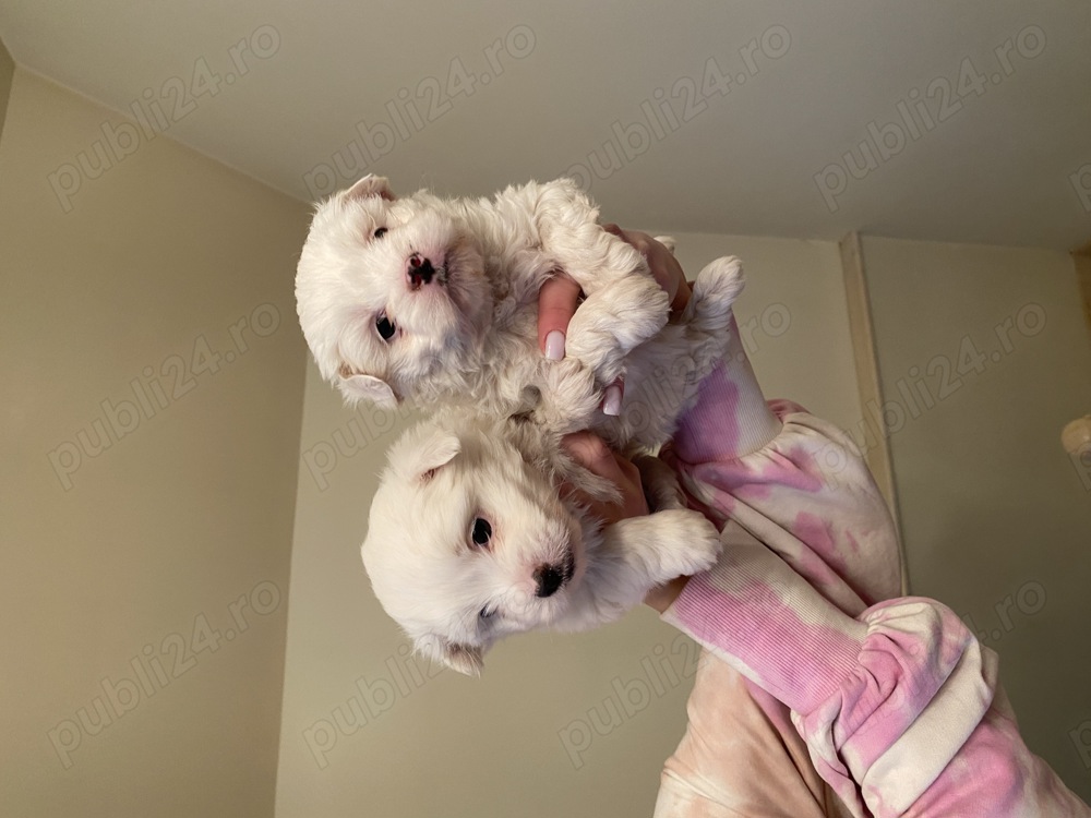 Bichon Maltez talie mică 