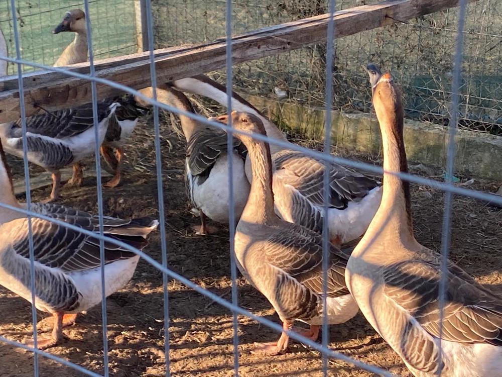 Vand gâște uriașe