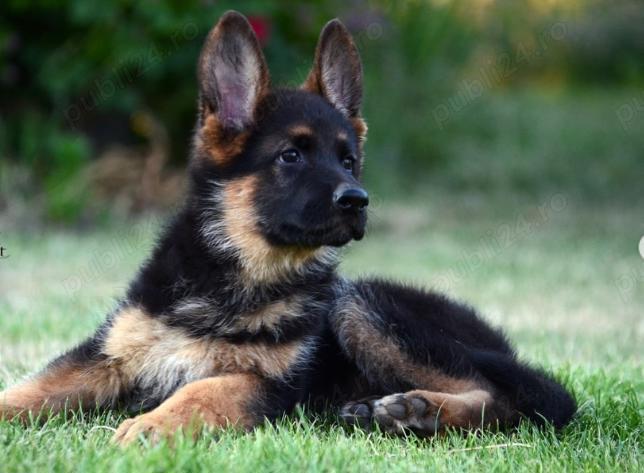 Pui Ciobănesc German -Rasa de Excepție pentru Protecție și Companie 