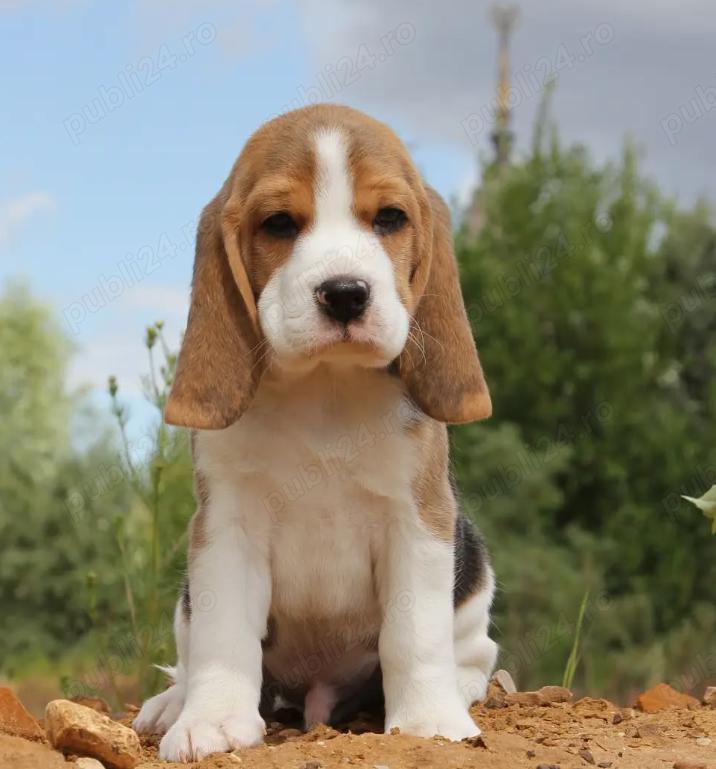 Pui Beagle de vânzare- Rasă excepțională pentru companie și activități outdoor!