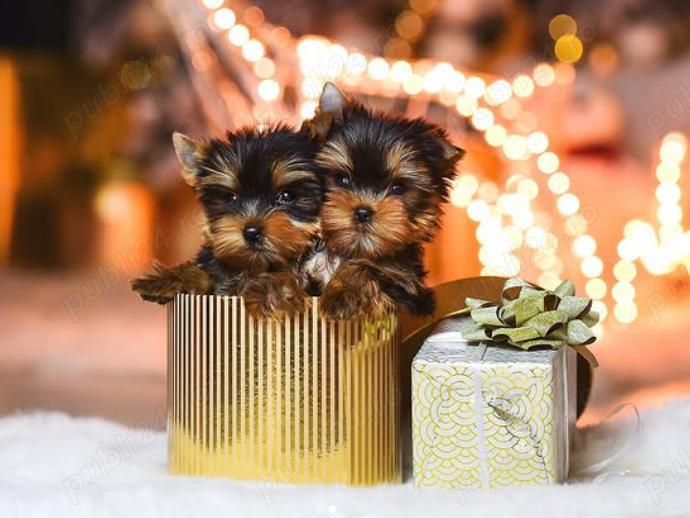 Pui Yorkshire Terrier Extra Mini -Companion elegant pentru familia ta!