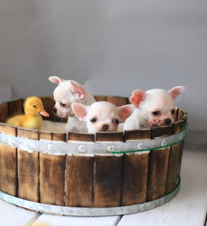Pui Chihuahua Mini -Cel mai mic Companion cu Personalitate Mare 