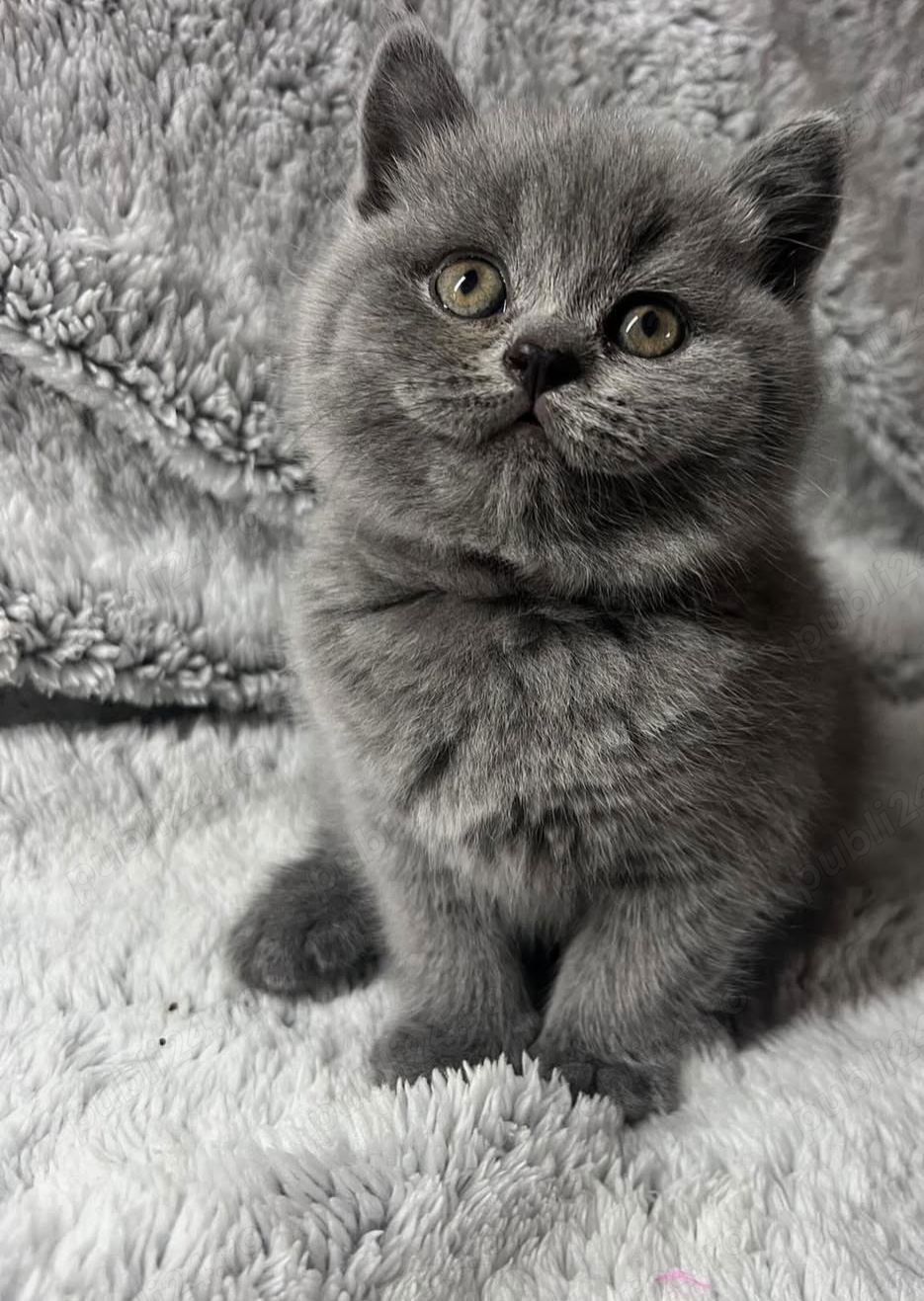 British Shorthair 