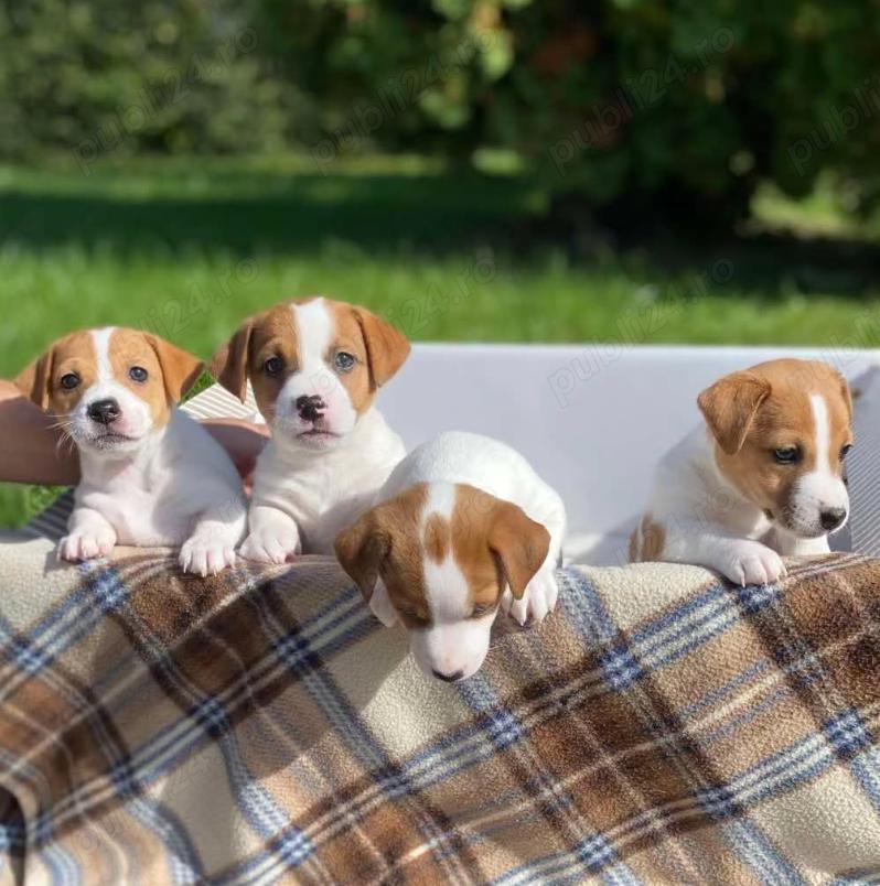 Pui Jack Russell Terrier- Câini energici și loiali pentru o viata fericita !