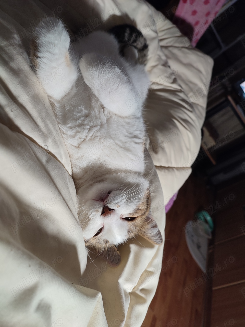 Daruiesc o pisicuta.Tulcea Daruiesc o pisicuta.Tulcea