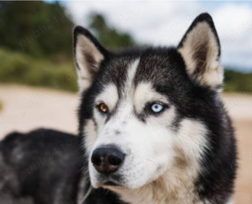 Vând cățea husky siberian