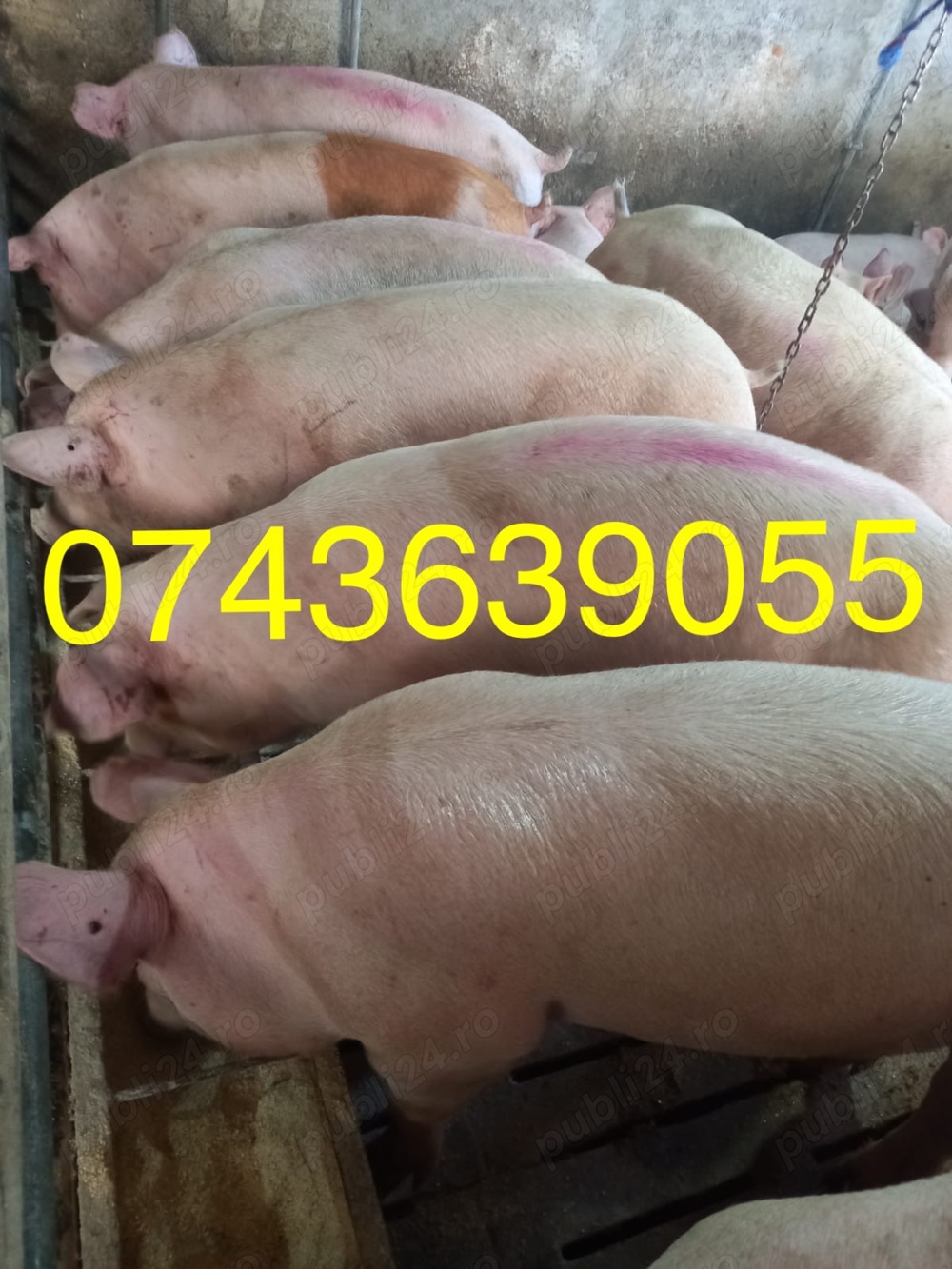 Vând porci de la 80 kg