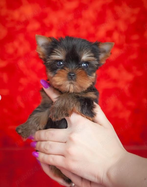 Pui Yorkshire Terrier Extra Mini- membru de familie perfect !