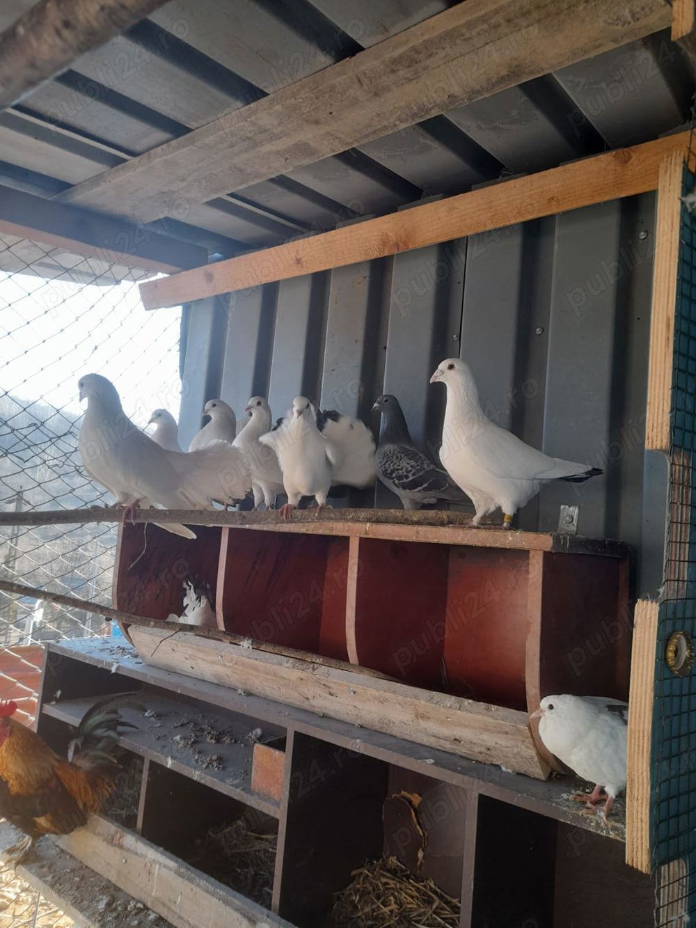 Porumbei curcănași pereche